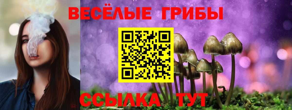 Гусев  Галлюциногенные грибы Psilocybe  Вход с VPN 